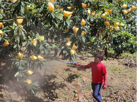 選果落ち【露地びわ】1,800g加工向き