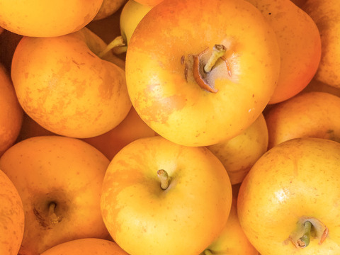 【超希少！幻のりんご】素敵な香りの黄りんごキュート　訳あり家庭用　10kg【予約販売】