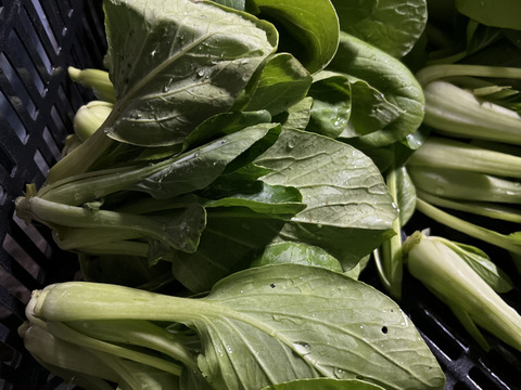 【自然栽培】力強く生きる！野菜セット　5〜8品目