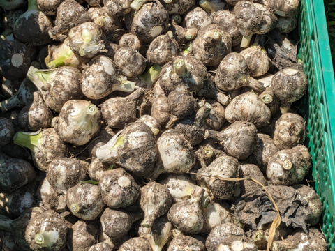 2024年5月収穫【ニンニク500g】（およそ12個～15個）農薬・化学肥料・除草剤は使用していません。