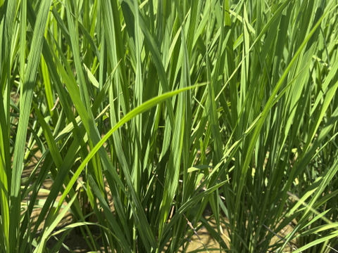 個数限定！【令和8年度】農家直送　熊本県産ヒノヒカリ　新米　農薬化学肥料除草剤不使用　自然栽培米　玄米30k