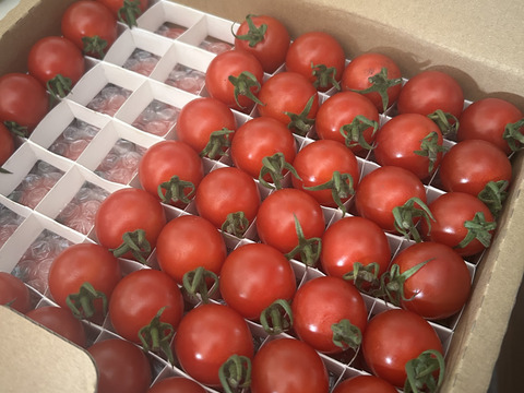 音楽を聴いて育った夏秋ミニトマトM玉クラス【約120玉】1.4から1.5キロ