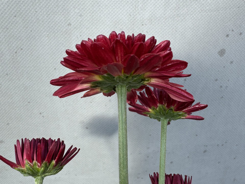 【訳あり⠀】葉っぱなしスプレーマム10本セット