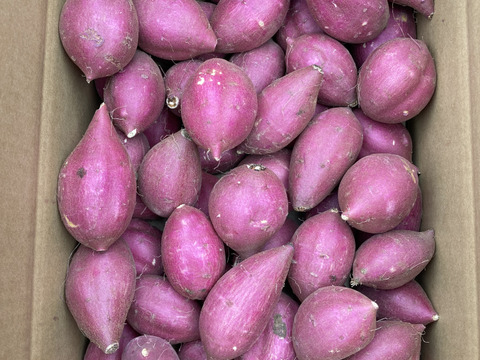 限定お買い得商品 しっとり甘い！熟成シルクスイート 20kg：茨城県産の 2Sサイズ 野菜