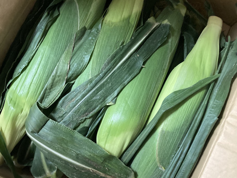 🌽【2025年 夏・限定販売】
花園ファーム直送！ドルチェドリーム LLサイズ 9本セット糖度15～16度！美しい二色の粒が特徴の希少とうもろこし