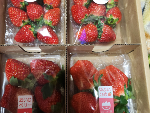 【おまかせ食べ比べ】いちご たっぷり1kg！やよいひめ•よつぼし•おいCベリーから、採れたての新鮮ないちごを2、3品種、サイズおまかせでお届け！甘さ、味の違いを楽しんで！