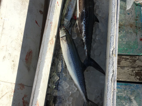 さごし（鰆）1ｋｇ前後×2本