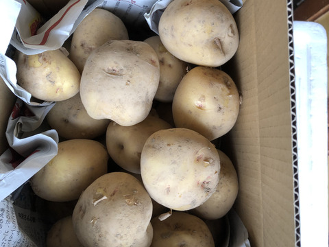 甘くてホクホクじゃがいも！(キタアカリ3キロ)