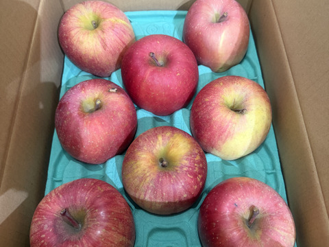 県外のスーパーなどに並ばない冬獲り完熟りんご‼︎今年も完熟の証【いぼりりんご】が仕上がりました◎青森県産蜜入り葉取らずサンふじ３キロ　大玉中玉8個〜11個