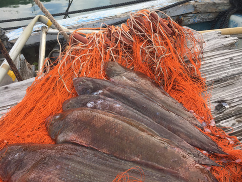 ききとらさん専用　舌平目　 (3枚)と蛸0.6㎏