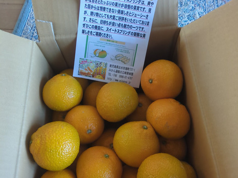 スイートスプリング　約５Ｋ以上 サイズ：おまかせ（M以上）