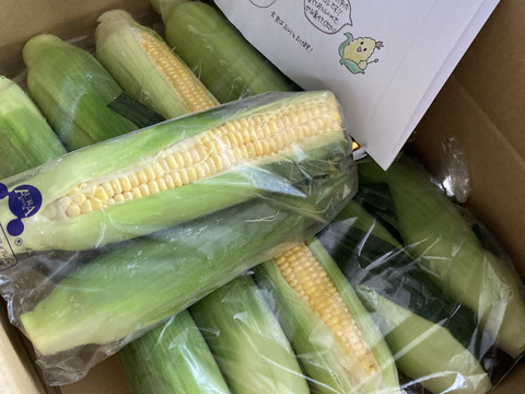 ✨️お得！！✨️１０本入り✨️先端カット🌽　✨️
お得なお値段設定の訳は　

規格外の理由を
必ずご確認くださいませ