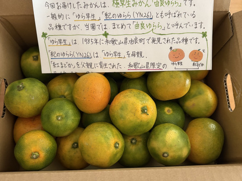 有田みかん【完熟ゆら早生】3.3kg（箱込）