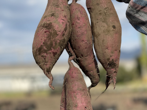 【令和6年能登半島地震支援】令和5年・南阿蘇村産 シルクスイート（農薬・化成肥料・除草剤不使用栽培）