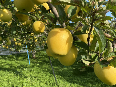 特別栽培 「シナノゴールド」家庭用訳あり・3㎏