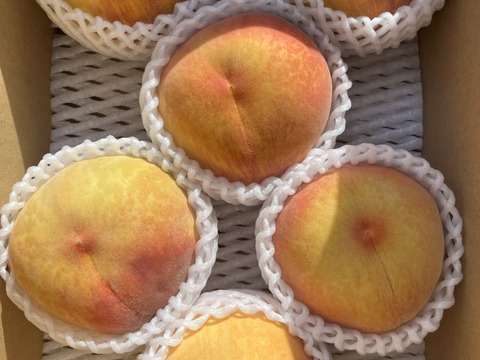 果汁たっぷり！信州産桃  品種おまかせ 1.5kg（3～6個）