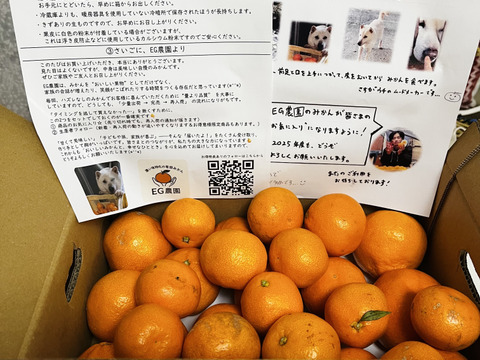 【前回即完売】糖度最高クラス！濃い味好きのための有田みかん 3キロ箱 和歌山県 有田 みかん 2S~3Lサイズ　家庭用キズあり