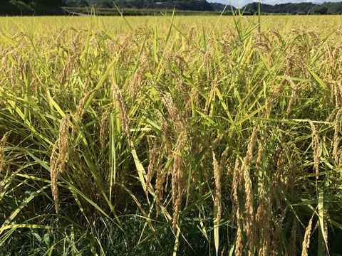 農薬・化学肥料不使用　南信州のこしひかり《玄米》5キロ　令和2年度産