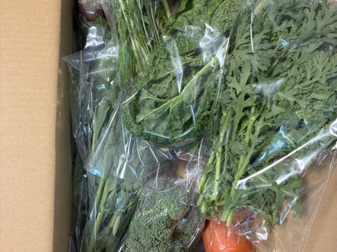 Lサイズ ＊旬野菜セット(約10~11品)【農薬：栽培期間中不使用】