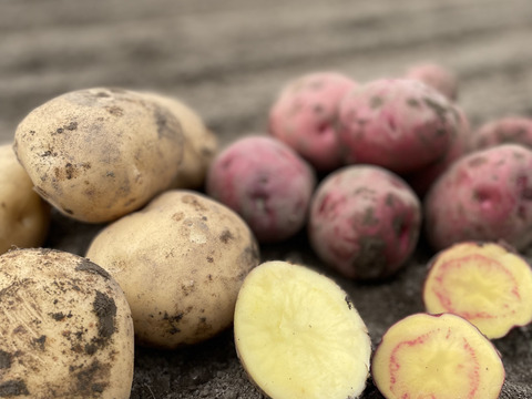 冬掘り！アンデスレッドとデジマの食べ比べセット！(2kg)栽培期間農薬不使用