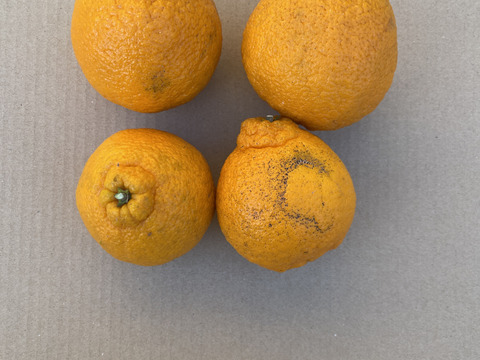 和歌山産　不知火　家庭用　約9kg