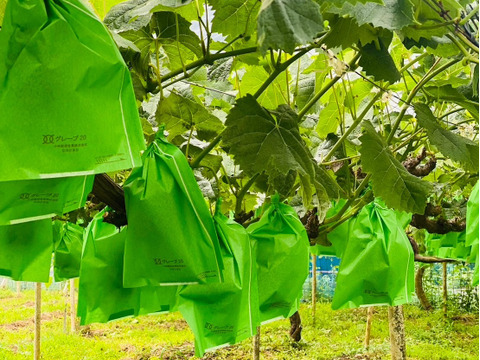 岡山県産【訳あり✨2色セット💚🖤】タイム価格✨シャインマスカット&オーロラブラック2kg