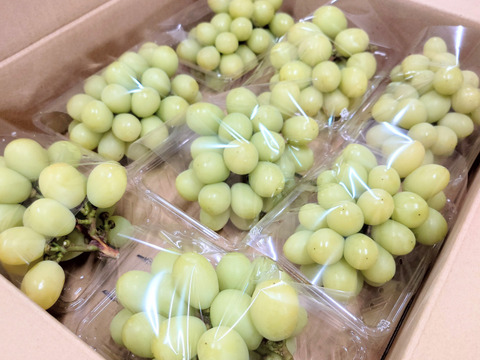 【今だけ訳アリお買い得】シャインマスカット2.8ｋｇ箱(８パック入り)