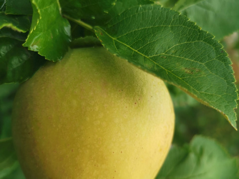 ※残り僅か  りんご(もりのかがやき)3キロ  家庭用