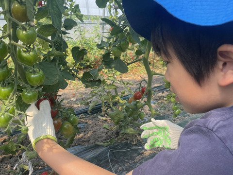 【夏ギフト】甘み・旨味・酸味にこだわったミニトマト_1kg【フラノルージュ】