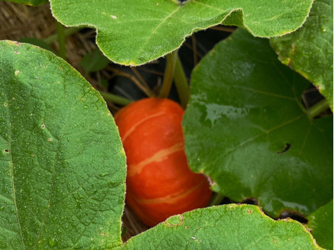 夏の終わり感じる野菜Sセット（１～３人向け）