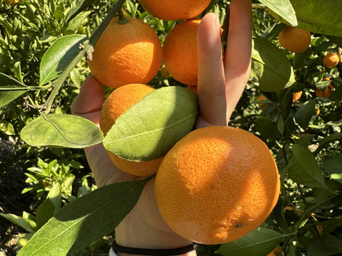 【冬ギフト】年越しみかん！有田みかん山畑5kg