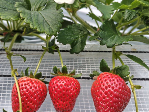 2~3月限定！3種のいちご食べ比べ大粒セット4p入り