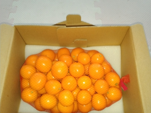 フルーツ金柑　1キロネット（L以上混合）