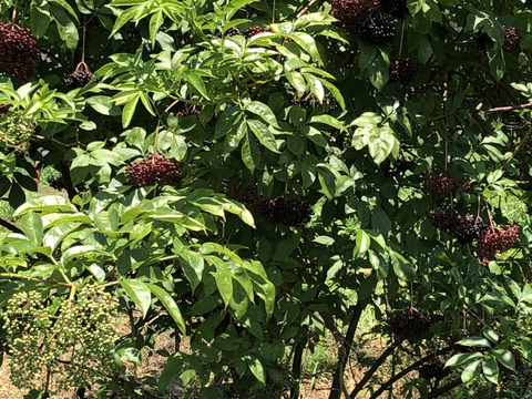 【ごほうび福袋】自然農法栽培　農薬不使用　生のエルダーベリー300グラム　希少な国産のローエルダーベリーを冷凍便でお届けいたします。
そのまま食べたり、ジャムなどにも。