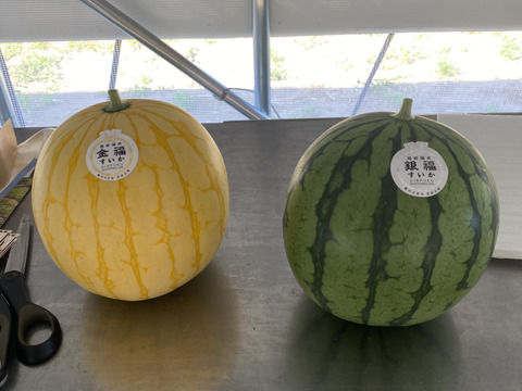 締切間近 福井市特産　金福すいかと銀福すいかのセットです。高糖度でシャリっと美味しい外観金色、中身赤肉の金福すいか2Kg前後1玉と濃厚でフルーティな味わいの中身黄色肉の銀福すいか2Kg前後1玉をセット