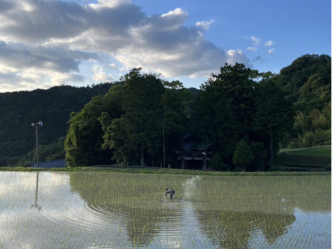 自然栽培　旬のカレーセット