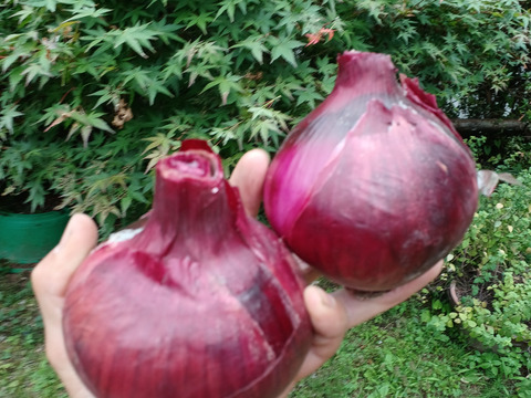 サラダにはこれ‼️甘くてジューシー大玉赤玉ねぎ