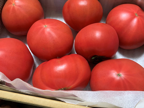 お試し】ずっしり❗️ジューシー❗️朝採り完熟トマト(規格外