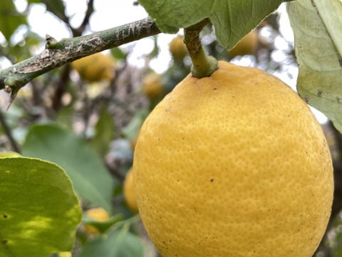 自然栽培で育った天草のレモン【2㎏】