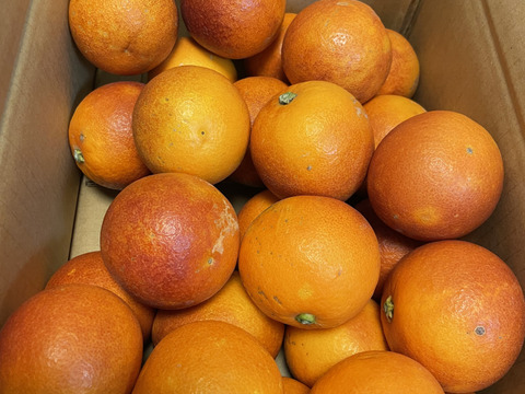 そらブラッドオレンジ【農家直送/訳あり】3kg