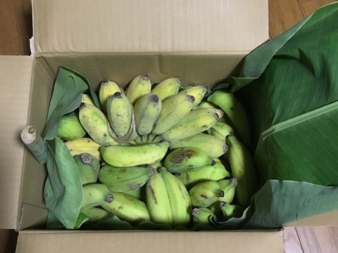 安心・安全！ナムワ＆ブラジルバナナ 計3.5kg