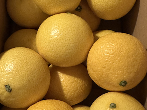 【希少フルーツ】【2026年産】もぎたて・湘南ゴールド（大玉）２ｋｇ