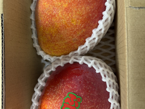 【夏ギフト】ぷすぷすマンゴー1キロ（2～3玉）