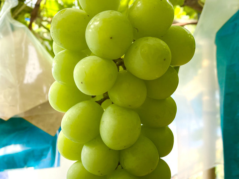 みんなでシェアしよう！つぶつぶシャイン12パック約１.6キロ