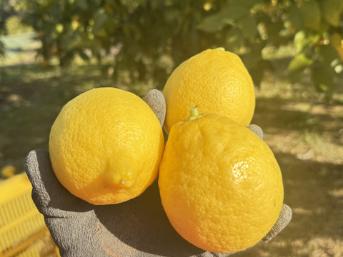 果汁たっぷりレモン！防腐剤不使用