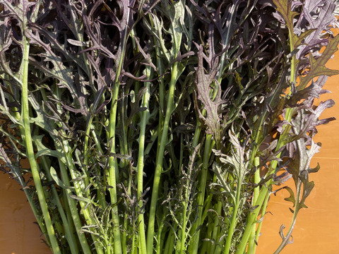 水耕栽培！　大容量　赤からし菜　1kg