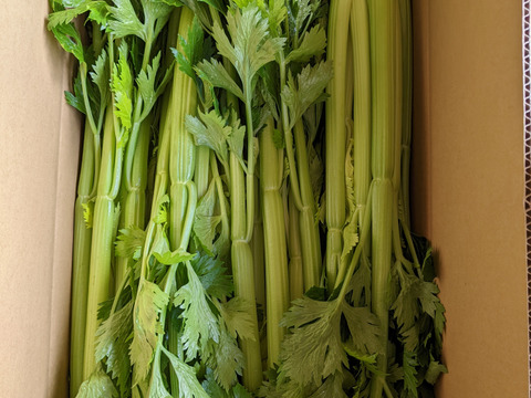 ハマる人続出！あっぱれセロリ(5kg 1株300g以上)