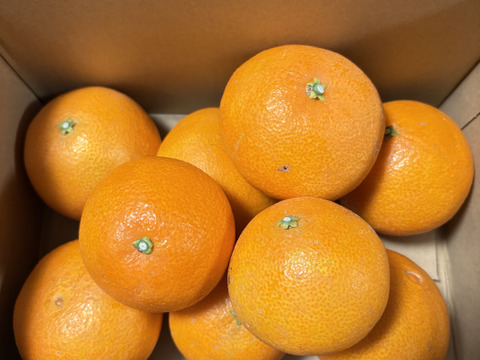 【数量限定】とろけるゼリー食感！段畑まどんな (2キロ ご家庭用) 段畑マドンナ(紅まどんなと同品種)