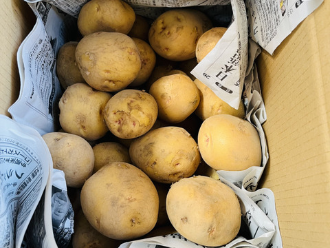 ジャガイモ「キタアカリ2キロ」と「男爵2.5キロ」計4.5キロ[2種類入りのジャガイモセット]2025年横浜市内産