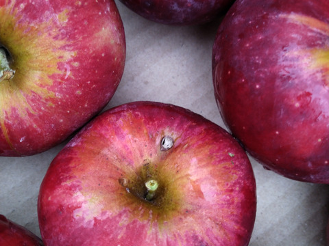 【10月16/17日発送】南信州産 林檎屋の「紅玉」りんご (3kg箱) <農薬削減率78％>